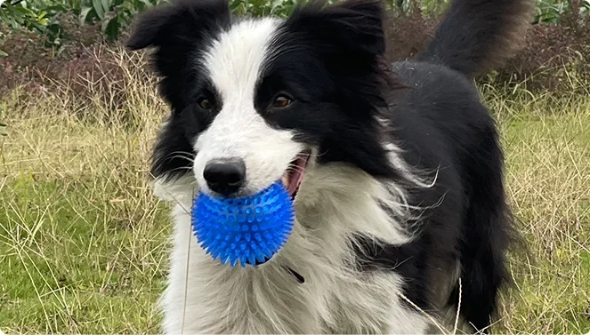 MyDog squeaky dog ball, view 3