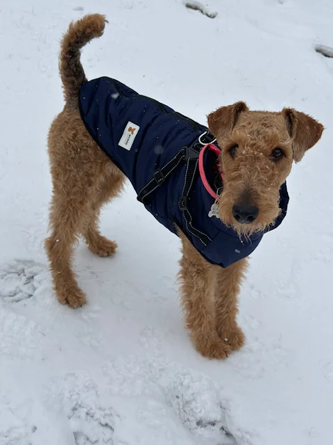 MyDog winter dog coat with built-in harness, view 5