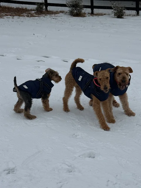 MyDog winter dog coat with built-in harness, view 4