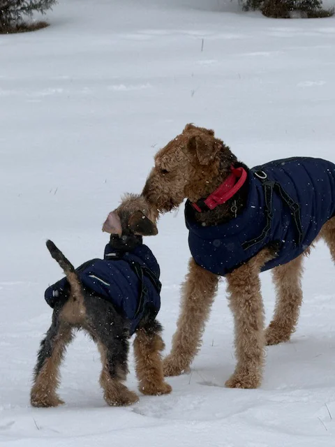 MyDog winter dog coat with built-in harness, view 3
