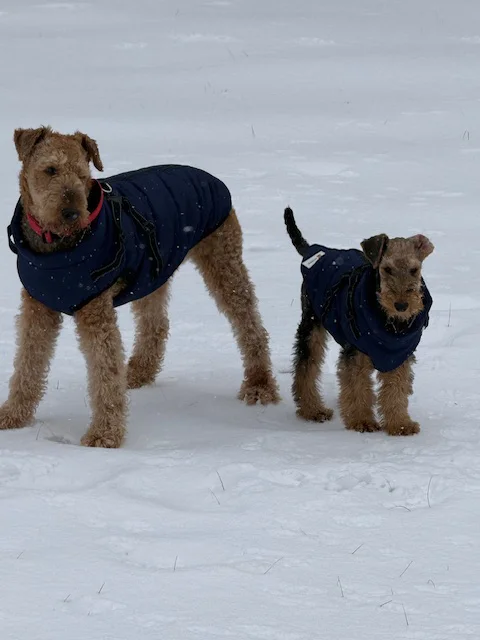 MyDog winter dog coat with built-in harness, view 2