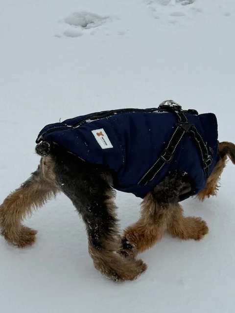 MyDog winter dog coat with built-in harness