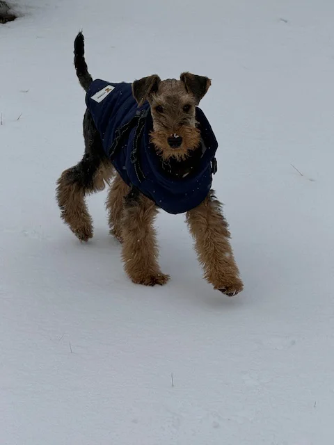 MyDog winter dog coat with built-in harness, view 13