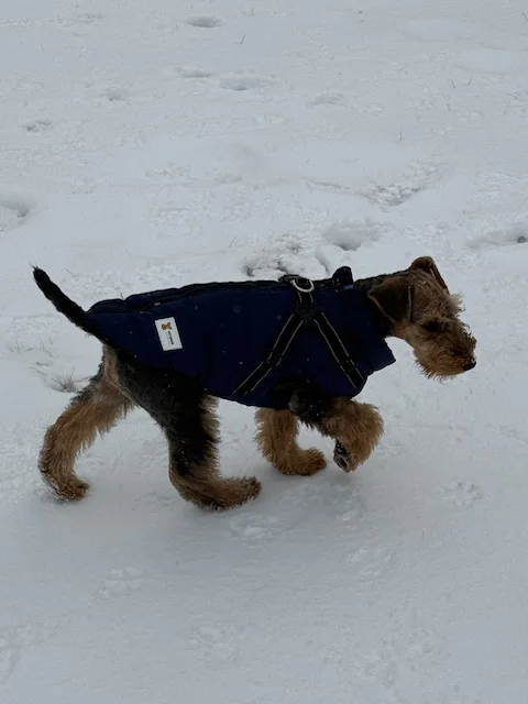 MyDog winter dog coat with built-in harness, view 12