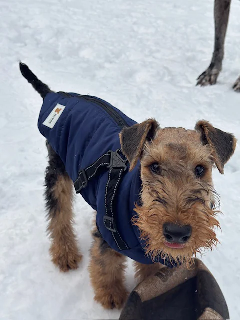 MyDog winter dog coat with built-in harness, view 11