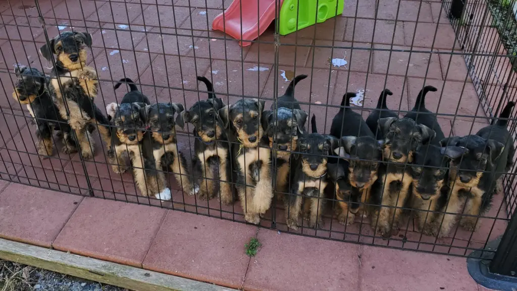 Airedale puppies