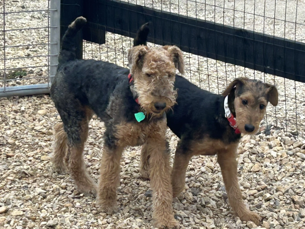 Airedale Terrier